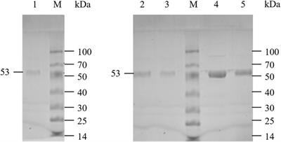 Expanding the pH range of glutamate decarboxylase from L. pltarum LC84 by site-directed mutagenesis